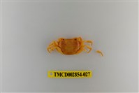 藏品(細足澤蟹)的圖片